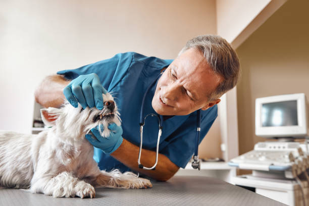 Best Walk-In Emergency Dentist in Dade City, FL